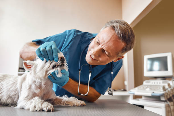 Best 24-Hour Emergency Dentist in Woodmore, MD